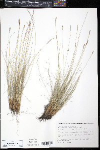 Kobresia myosuroides image