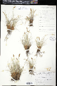 Kobresia simpliciuscula image