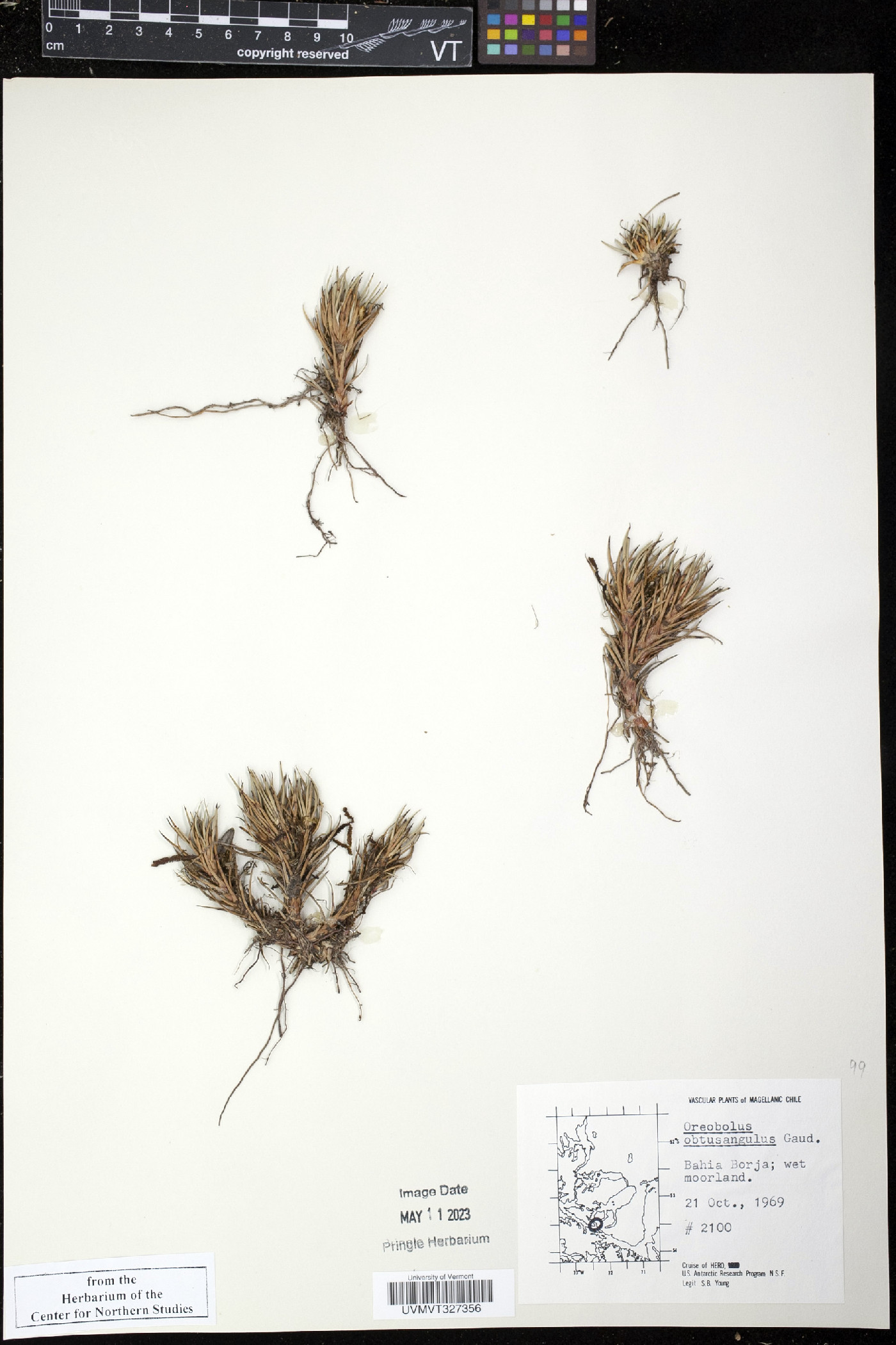 Oreobolus image
