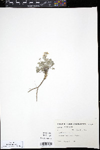 Smelowskia ovalis image