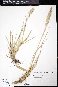 Leymus arenarius image