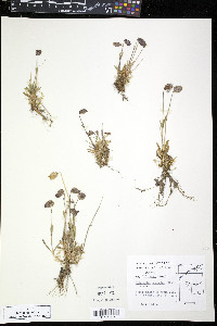 Silene uralensis subsp. uralensis image