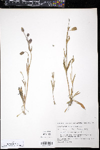 Silene uralensis subsp. porsildii image