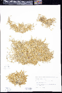 Stellaria humifusa image