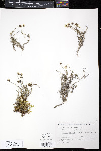 Minuartia arctica image