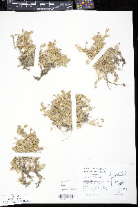 Minuartia arctica image