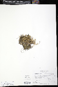 Minuartia arctica image