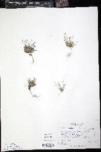 Cherleria obtusiloba image