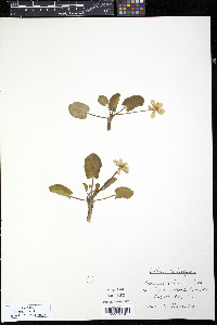 Caltha leptosepala image