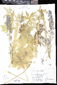 Delphinium glaucum image