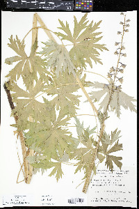 Delphinium glaucum image