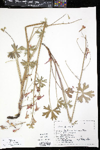 Delphinium nudicaule image