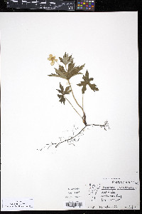 Anemone canadensis image