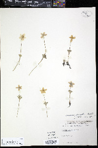 Anemone parviflora image
