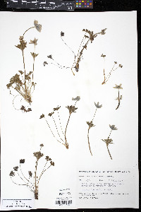 Anemone drummondii image