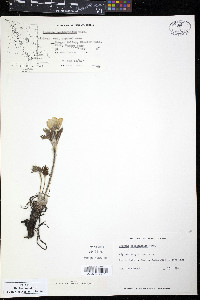 Pulsatilla occidentalis image