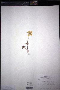 Anemone parviflora image