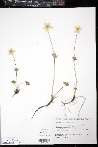 Anemone parviflora image