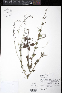 Desmodium ciliare image