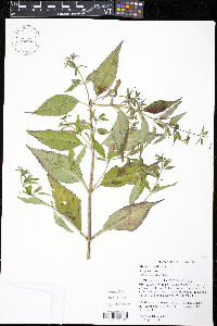 Mimulus alatus image