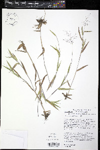 Dichanthelium villosissimum image