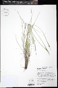 Sisyrinchium albidum image