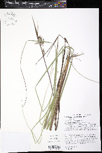 Eriophorum angustifolium image