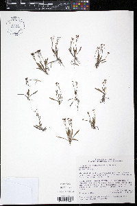 Echinodorus tenellus image