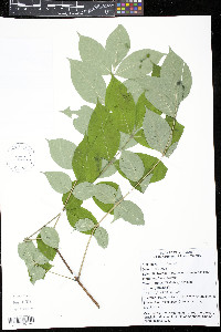 Phellodendron amurense image