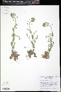 Microthlaspi perfoliatum image