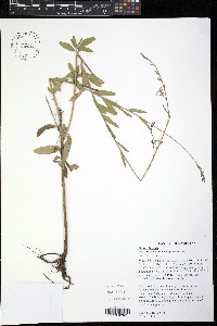 Oenothera filiformis image