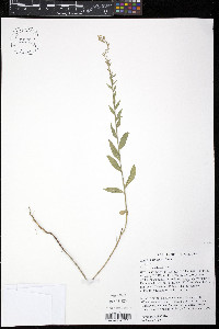 Oenothera curtiflora image