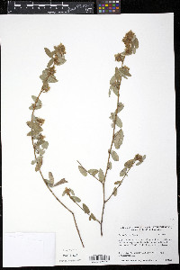 Desmodium barbatum image