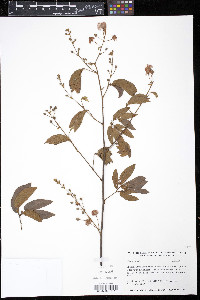 Mimosa albida image