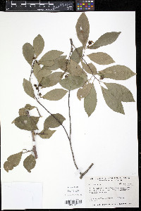Casearia aculeata image