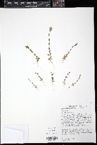 Centaurium pulchellum image