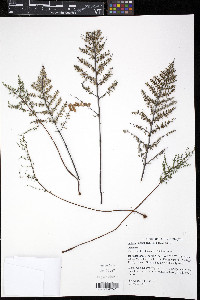 Pellaea andromedifolia image