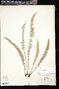 Asplenium monanthes image