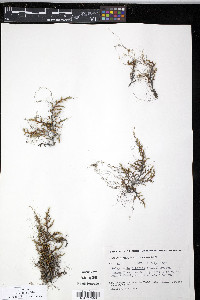 Selaginella sibirica image