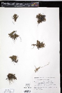 Selaginella sibirica image