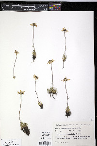 Chrysanthemum integrifolium image