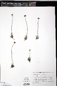Chrysanthemum integrifolium image