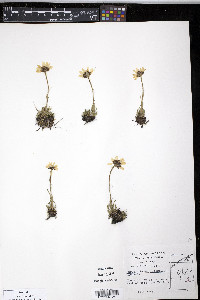 Chrysanthemum integrifolium image