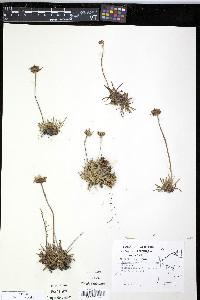 Chrysanthemum integrifolium image