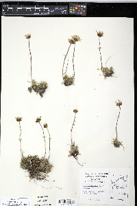 Chrysanthemum integrifolium image