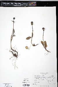 Valeriana capitata image