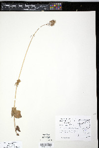 Valeriana capitata image