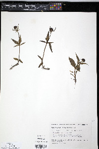 Valeriana capitata image