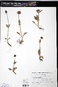 Valeriana capitata image