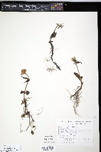 Valeriana capitata image